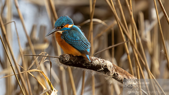 Kingfisher