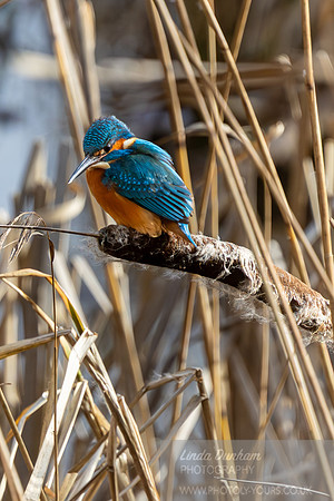 Kingfisher
