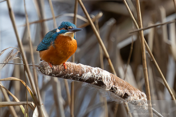 Kingfisher
