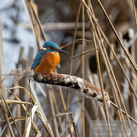 Kingfisher