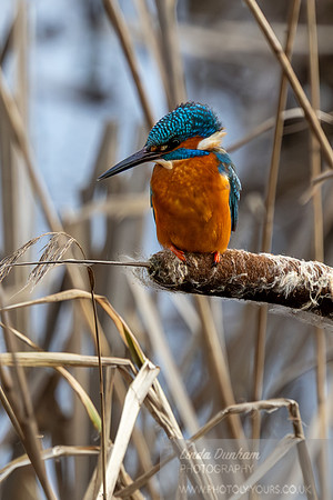 Kingfisher