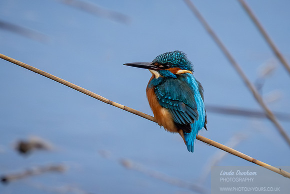 Kingfisher