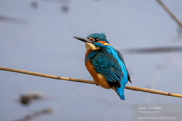 Kingfisher