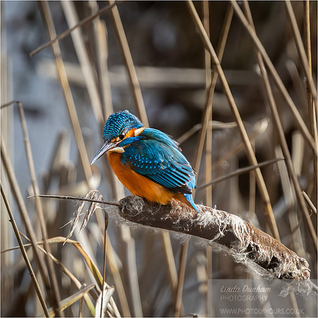 Kingfisher